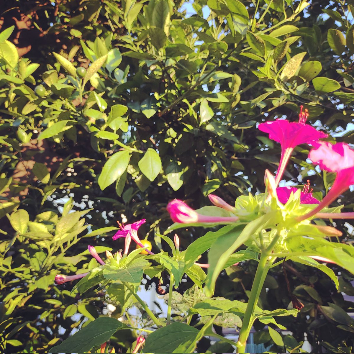 羽田の路地で咲く花を見て思う夏の終わり 大田区 大田区民ニュース