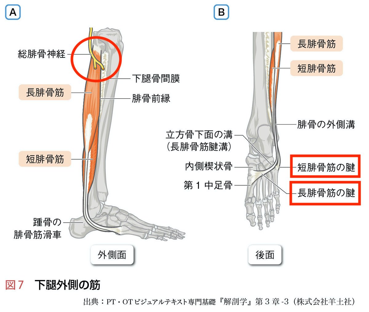材料強さ学 解剖学アトラス 基礎運動学 義肢学 人体の構造と機能-