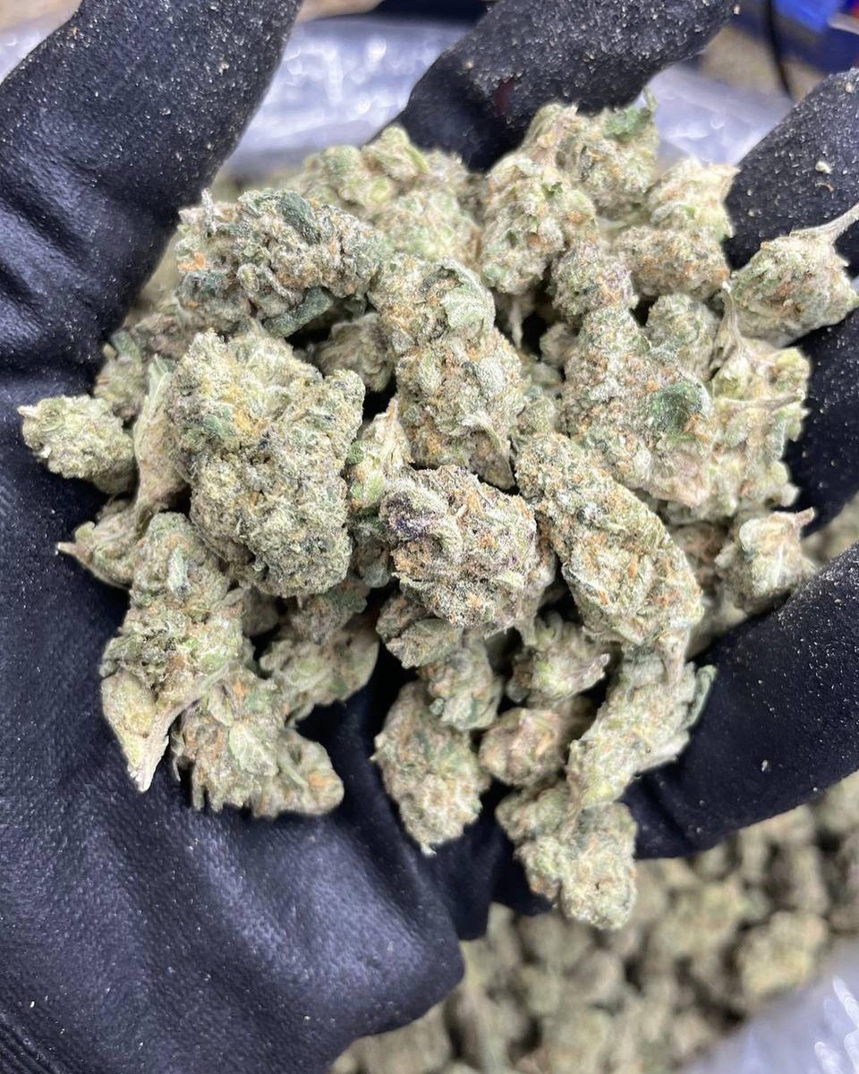 #bluedream #brisbane #melbourne #queensland #aussie #australia #westernaustralia #newcastlensw #newsouthwales #nsw #qld #420Friendly #weedlife #stoner #buylocal #westernaustralia #Tasmania #albury
 #adelaide #goldcoast #australiagram
 #sydney #nature #seeaustralia #newzealand