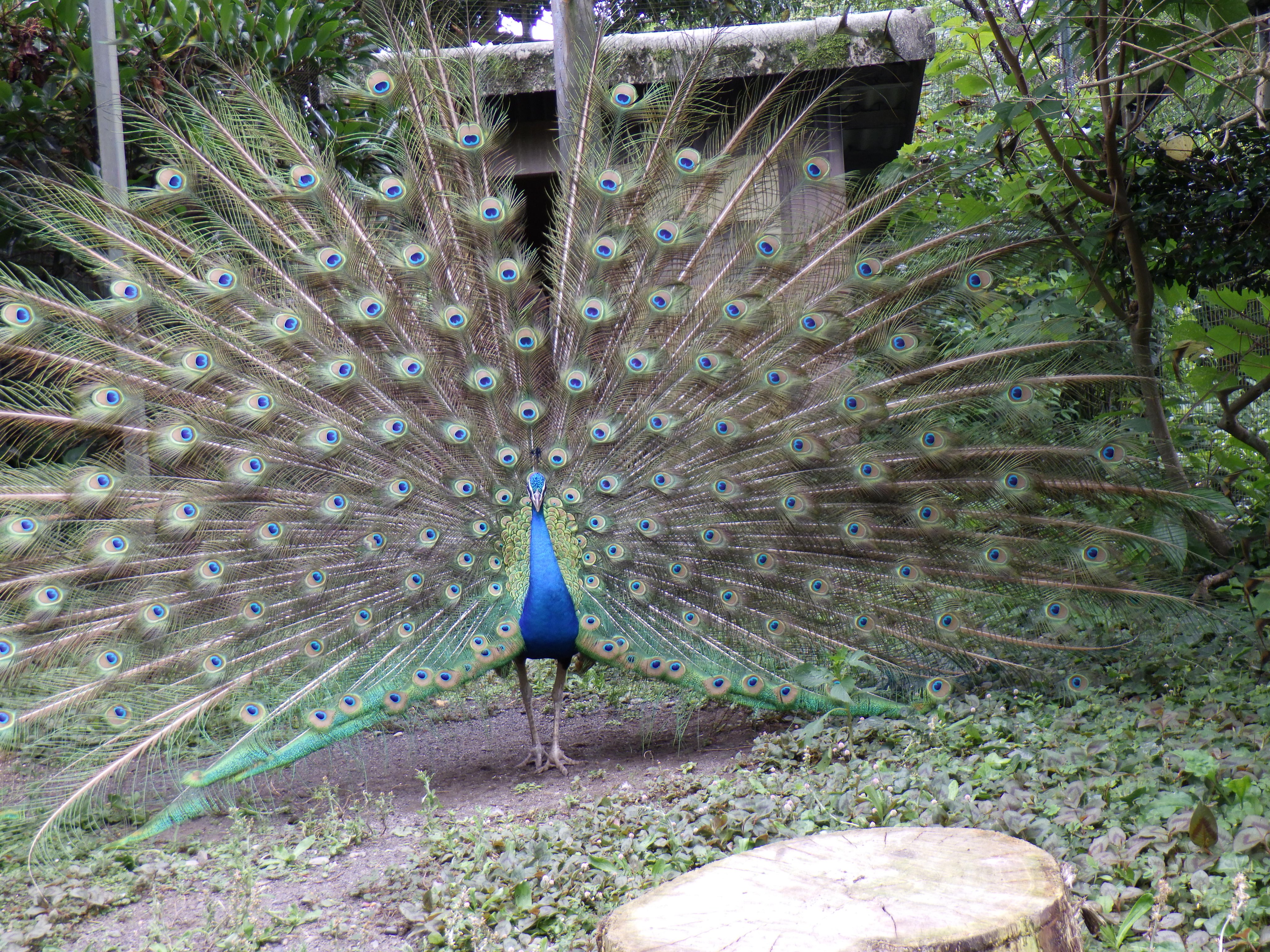 インドクジャク Twitter Search Twitter