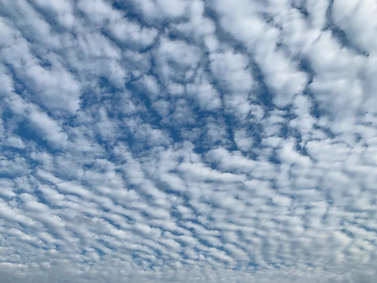 yasuko_2010's tweet photo. ๐
#sky #clouds #eveningsky #sunset #sunsethues #pinkclouds #pinkandgrey #afternoonsky #bluesky #blueandwhite #altocumulus #undulatus #mackerelsky #nofilter https://t.co/5iYiK9Mm5h