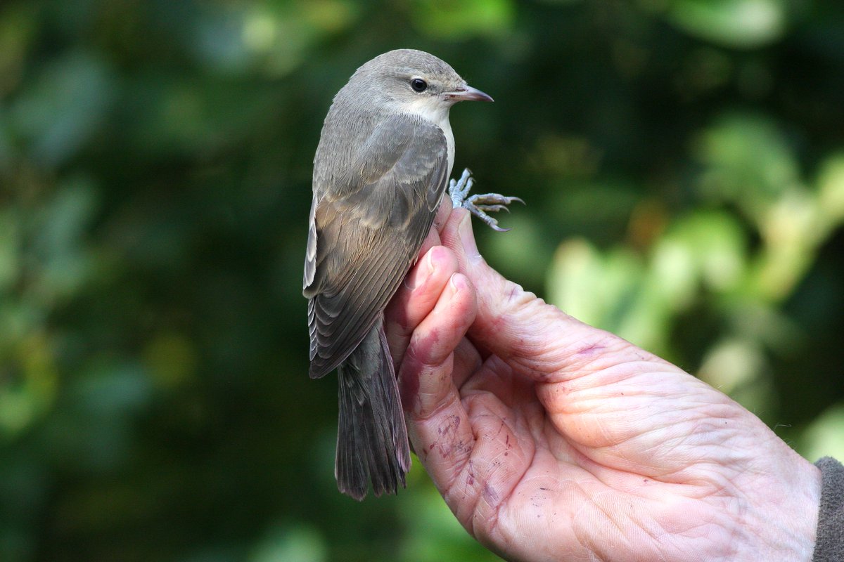 Fitzybirder's tweet photo. Classic shots of Pete Smiths hand - 47 years and one day since it last held a Barred Warbler at Wintersett. Lots of hard work by Pete &amp; Becky ringing every year which occasionally pays off for all of us! @Barnsleybsg @WakeyBirders @Wintersett1 https://t.co/li3jWaGBMU