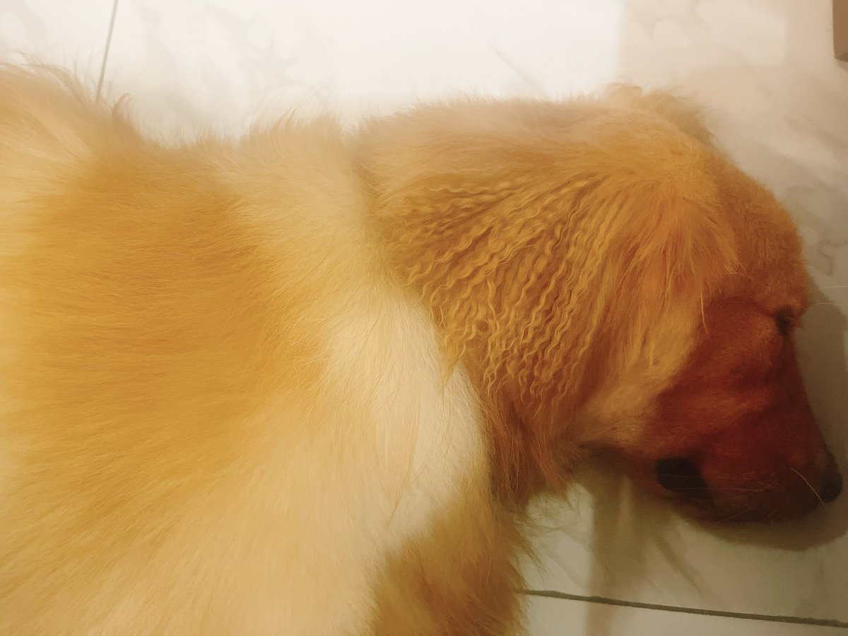 ウチのらぶちゃんは、耳毛のみソバージュww 薄茶色と白色でミルクティーカラー。名前は、ハニー、9ヶ月、25kgでちゅ❤️