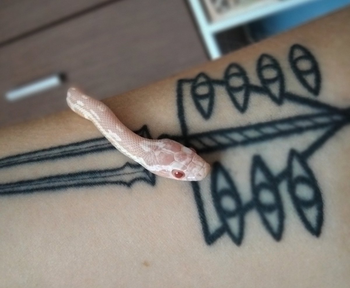 MochiSnek's tweet photo. cool snek cool tattoo https://t.co/SPs4SeWXbi