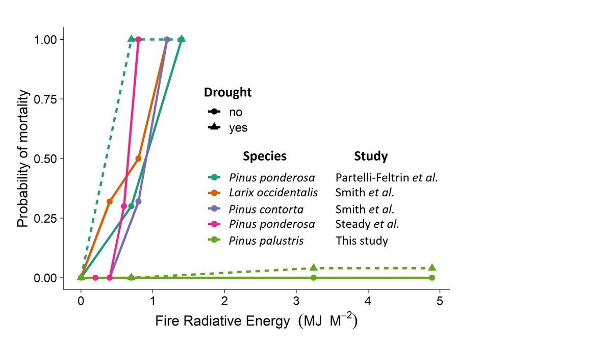 LukeAWilsonOK's tweet photo. 4/x Compared to western conifers (some with different fire strategies) longleaf pine seedlings say bring it on! https://t.co/5Zrgspr86J