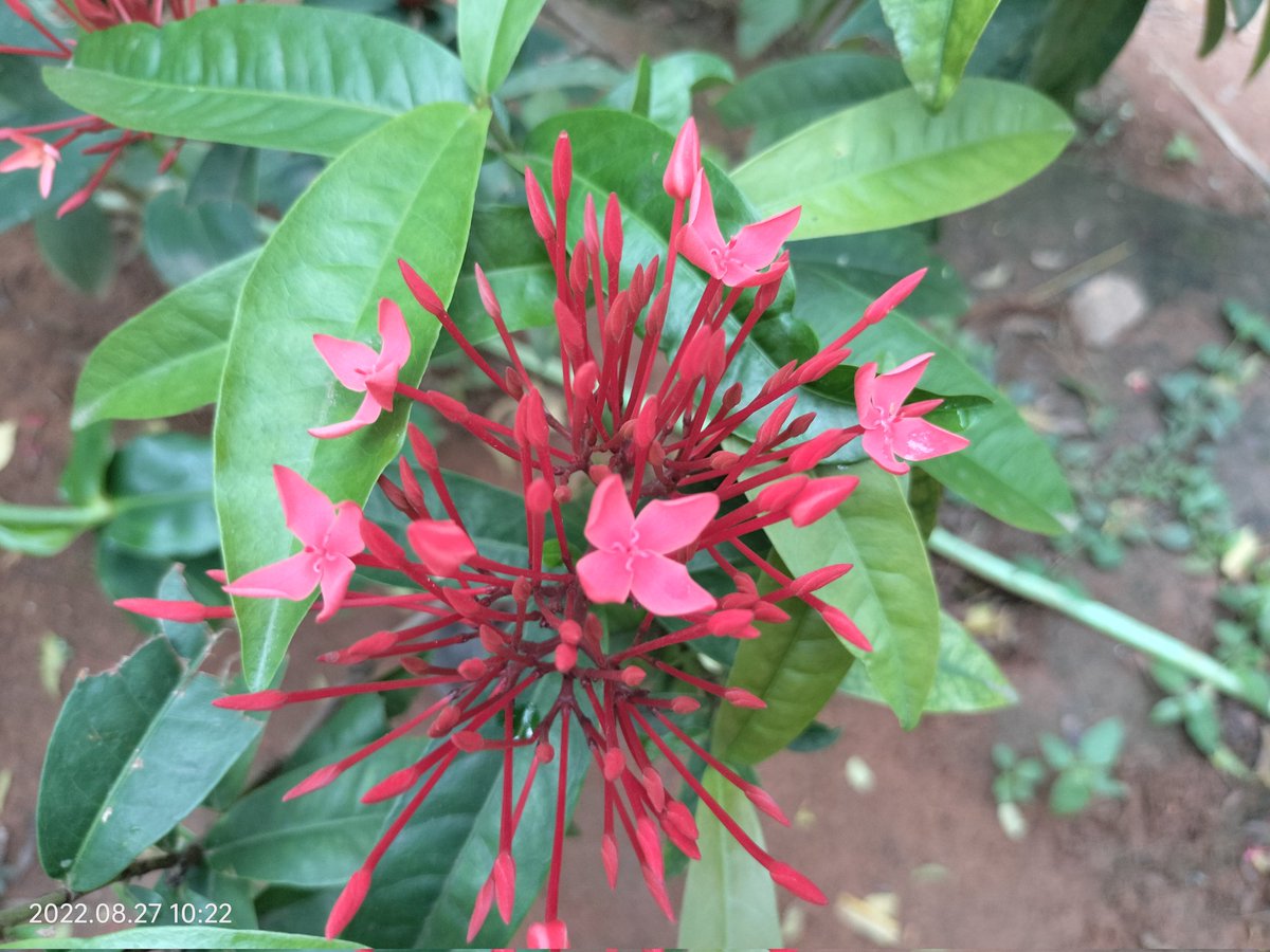 goaldreamer20's tweet photo. #Thetti flowers in my house, they have no fragrance, but attract heart..❣️ https://t.co/Z6c1h2euqM