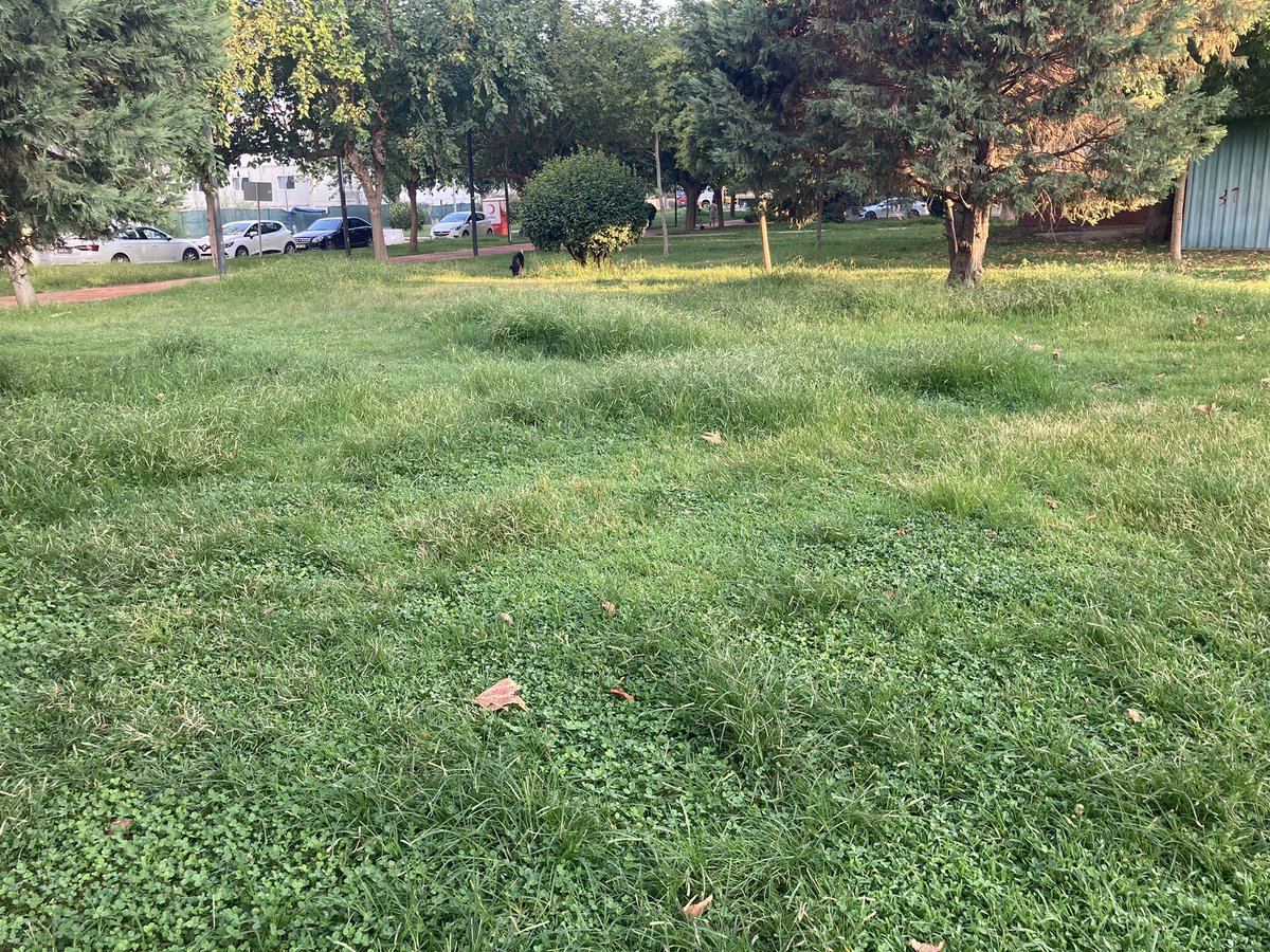 asillyildizz's tweet photo. @izmirhim neredeyse yaz bitecek ama kocaman parkın çimleri hala biçilmedi(Bayraklı Mansuroğlu mahallesindeki Sakarya parkı) https://t.co/yFcAC1rvVA