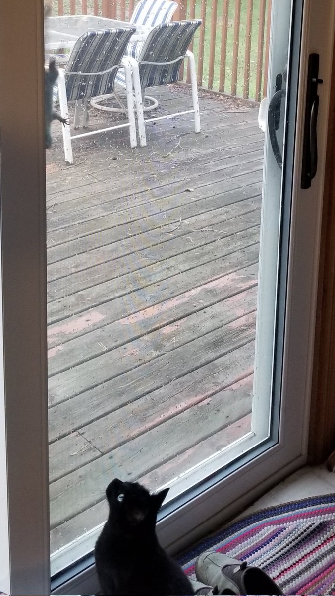 vintagepix's tweet photo. #Caturday report: one of the young red squirrels on #BirdfeederTV discovered our screen door, and @yourevilcats had some brief excitement. #CatsOfTwitter #BlackCat #SquirrelBandit https://t.co/WCaTRSyXec
