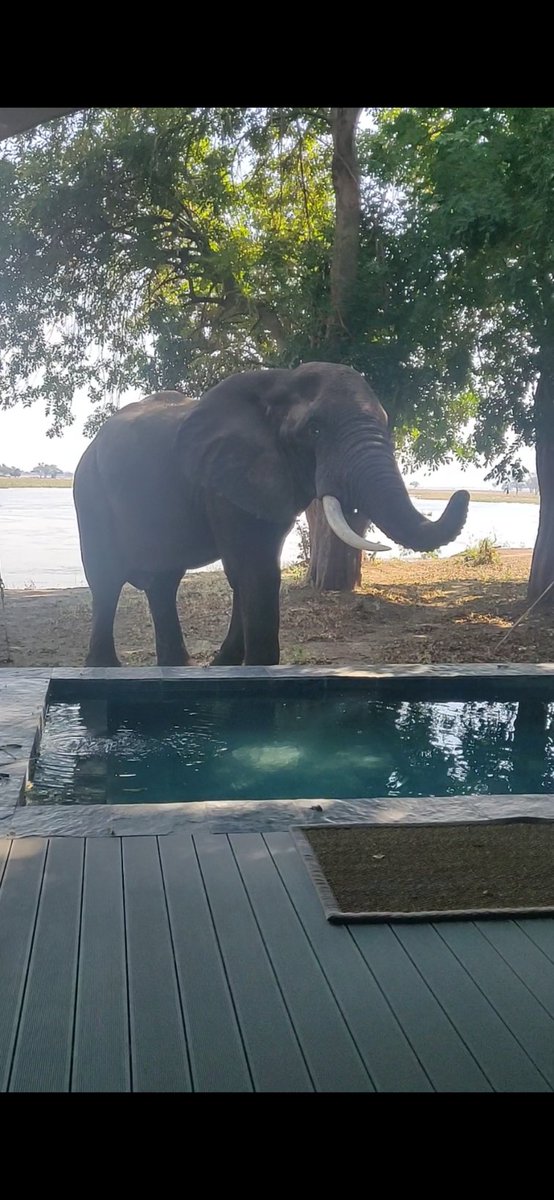 EvilBailey's tweet photo. Have had the most amazing time ever in Zambia with my daughter, we were literally about to leave and this happened, clearly the elephants didn't want us to forget them. https://t.co/9xrnBwwib8