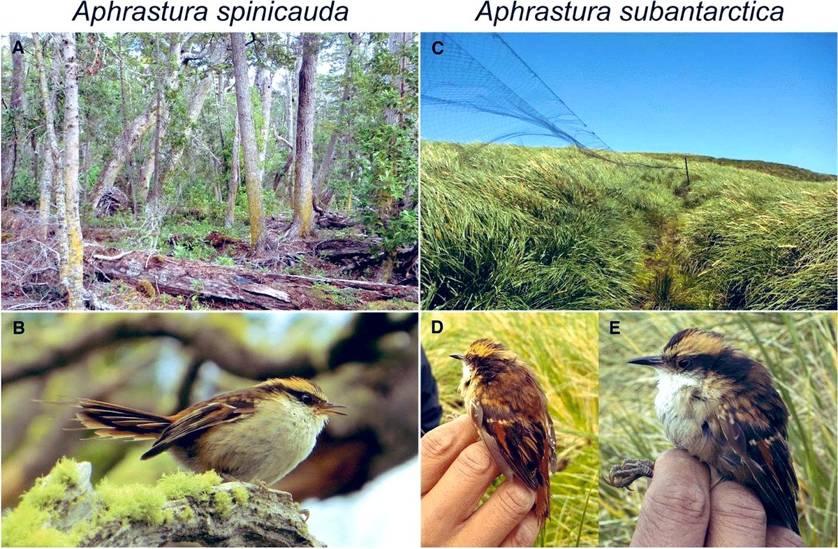 Muy feliz y orgullosa de ser parte de este gran equipo de colegas. Describir una nueva especie es un sueño hecho realidad ♥️. Les presento al Rayadito Subantártico, habitante intrépido del fin del mundo. nature.com/articles/s4159… <a href="/EBoteroD/">Esteban Botero D.</a> <a href="/eliepoulin/">Elie Poulin</a>