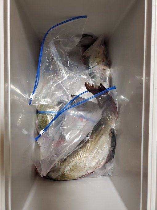 5、60センチ級が3匹釣れたので唐揚げと蒲焼きにして美味しく頂きました🍴

ナマズ全然臭みないし特に唐揚げが旨い😋 