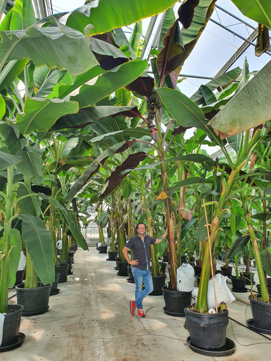 DrBananaGarcia's tweet photo. Dr. Banana for scale!
Banana breeding program In the Netherlands.
#Keygene #banana #panamadisease https://t.co/FwQPxn2AmF