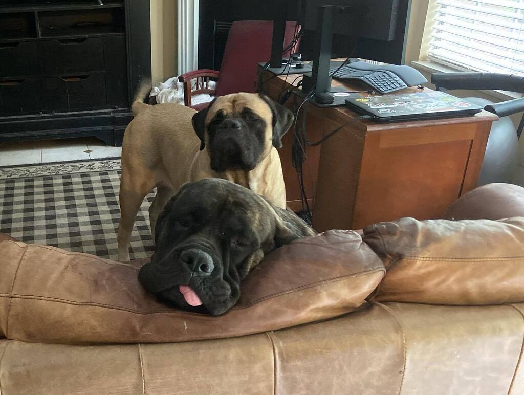 KitPalmer's tweet photo. Well, I’m a day late, but here’s to all the weirdos and knuckleheads out there. Happy National Dog Day! #nationaldogday https://t.co/jUAl8qSqpd https://t.co/HzCI570V4m