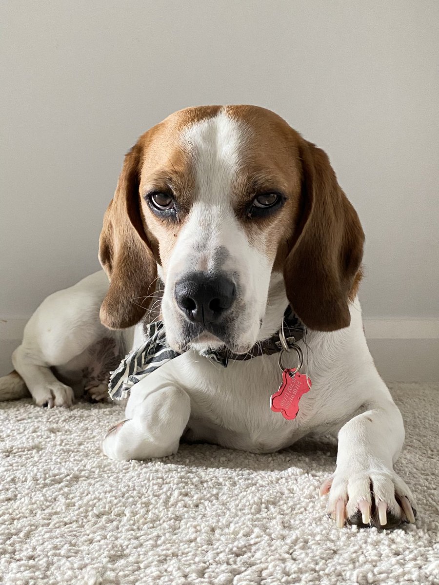 claudiakuthnik's tweet photo. @eriu_cc Branson our beagle https://t.co/fiPruSrkgC
