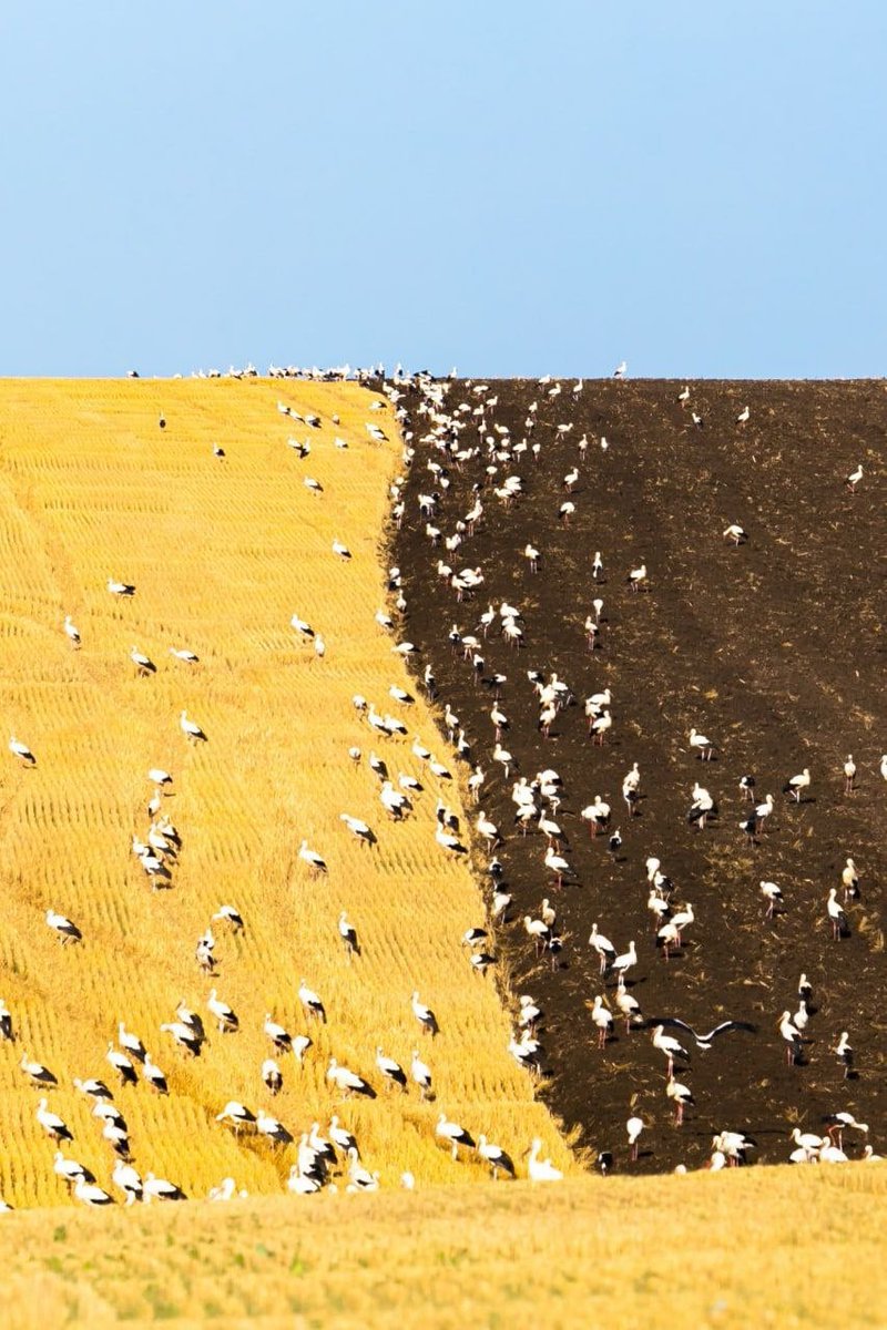 Storks in the #Lviv region gather in the field, preparing for migration to the south.

📸 Ria-Melitopol