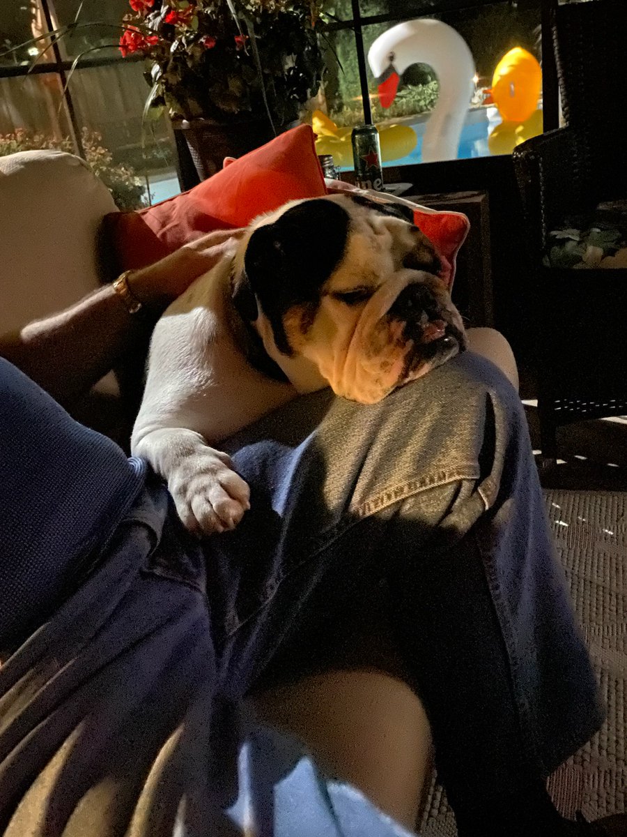 People often ask me "why do you love bulldogs?"  Maybe they are kinda quirky, stubborn and gassy...but they sure are lovable...most of the time!!