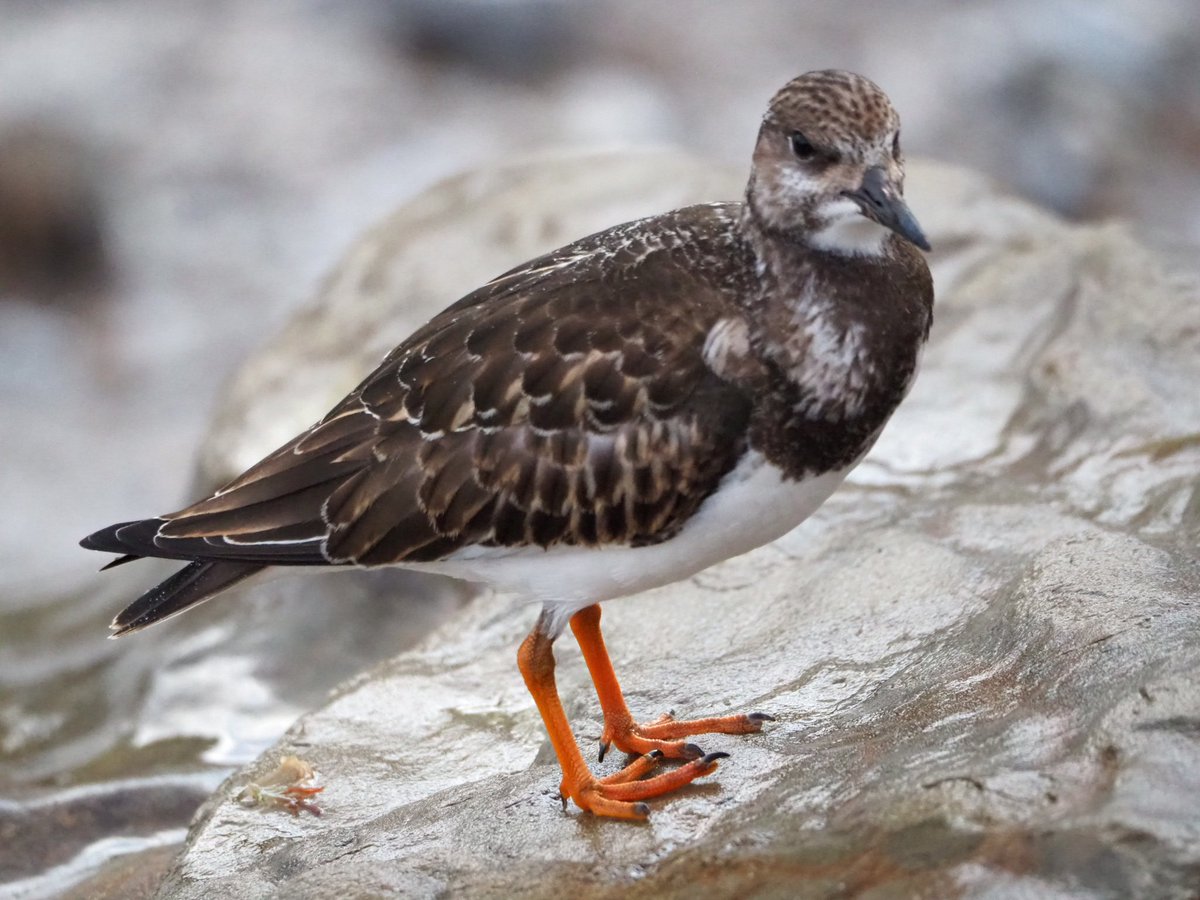 fabrega_sonia's tweet photo. Remena-rocs (Arenaria interpres)
a Urrugne (França)
@birdcatalunya @sales_sergi @GGarriguenc @MariusDomingo2 https://t.co/Iv5cfY9tT8