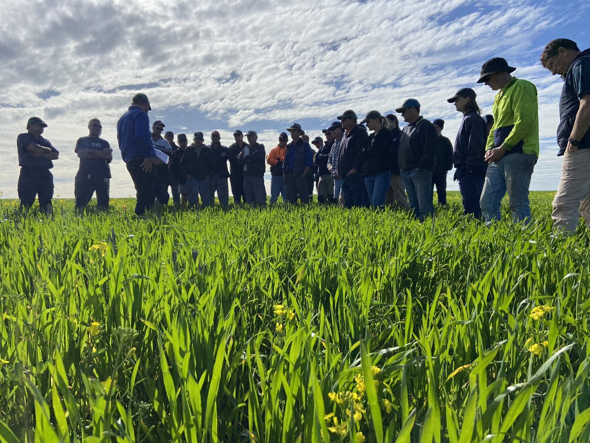 David Pfeiffer tweet media