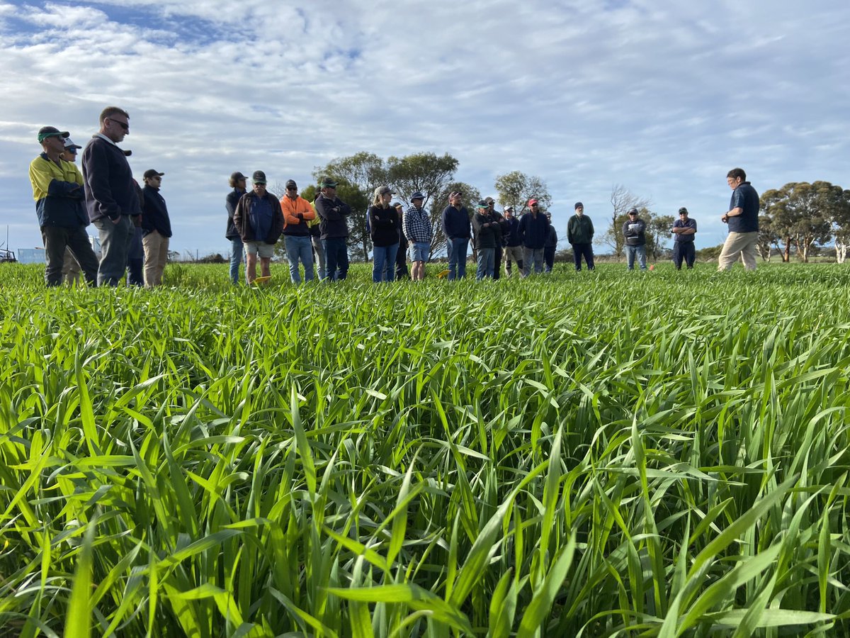 David Pfeiffer tweet media