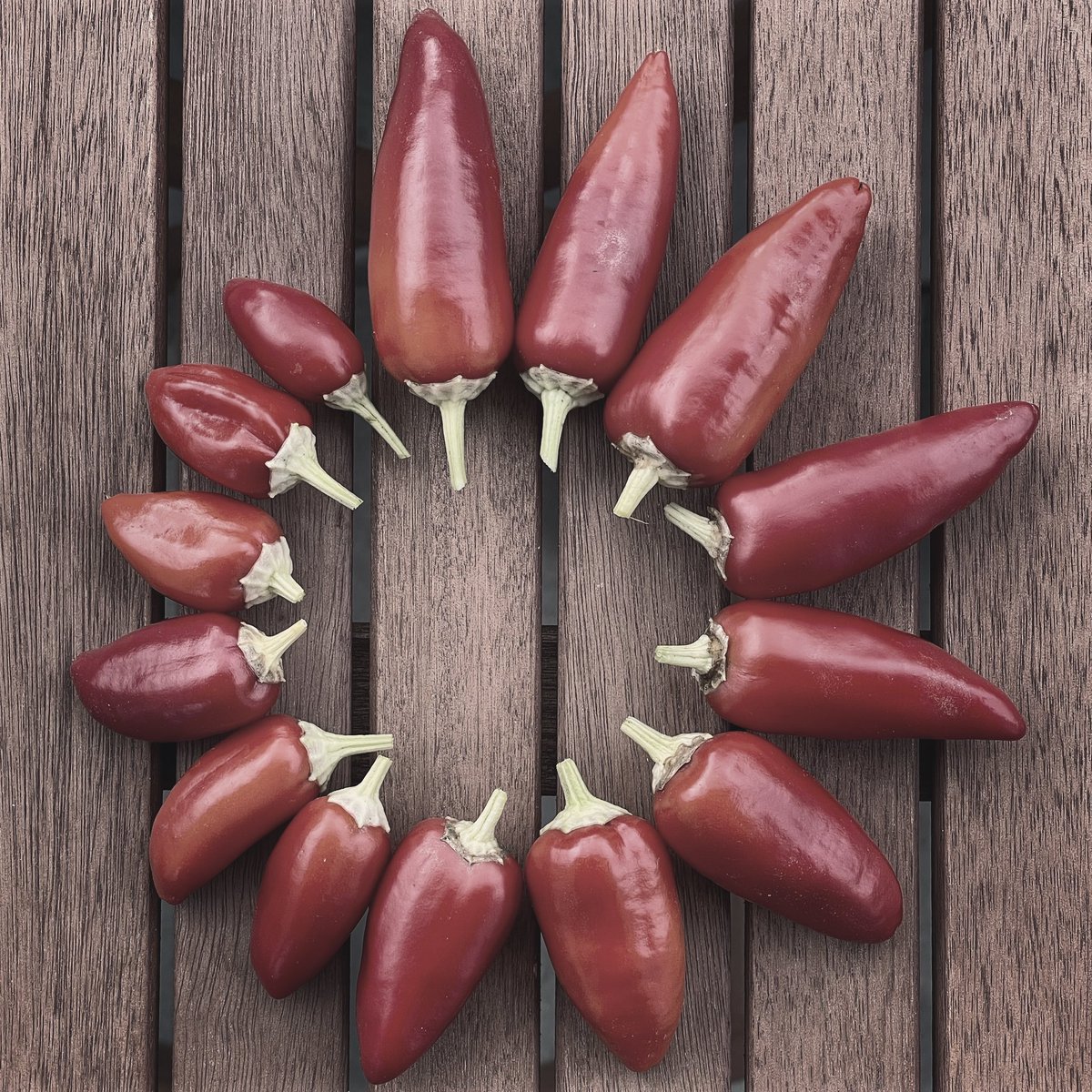 josh8576's tweet photo. Red chili 🌶
#chili #bellpeppers #bellpepper #redchili #redpepper #hotpepper #hotpeppers #balcony #balconylife #sacada #harvest #harvesttime #nature #naturephotography #naturephoto #naturelovers #natureza #naturezaperfeita #pimenta #pimentao #mitteknipst #berlim #berlin #2022 https://t.co/yT3G9XNeQv