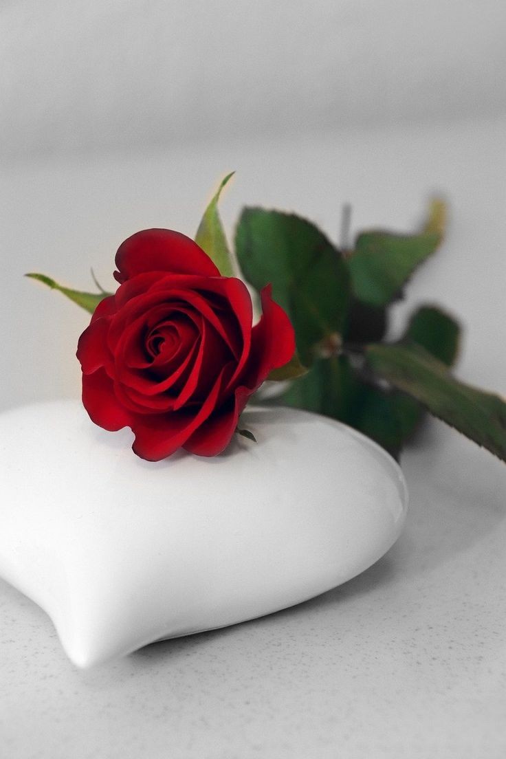 Celebritiesmoda's tweet photo. 🌹🌹🌹 https://t.co/Y7kZVq95B4