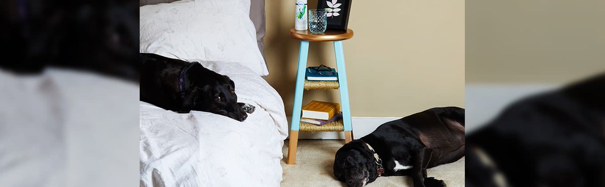 eyelash professional tweet media