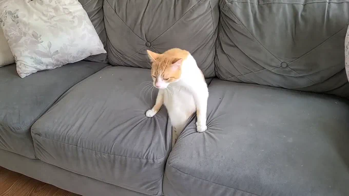 世にも不思議な映像?ソファーから猫が生まれる決定的瞬間!  