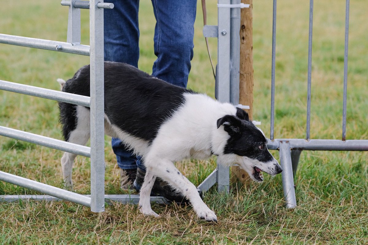 Sheepdog Editor tweet media