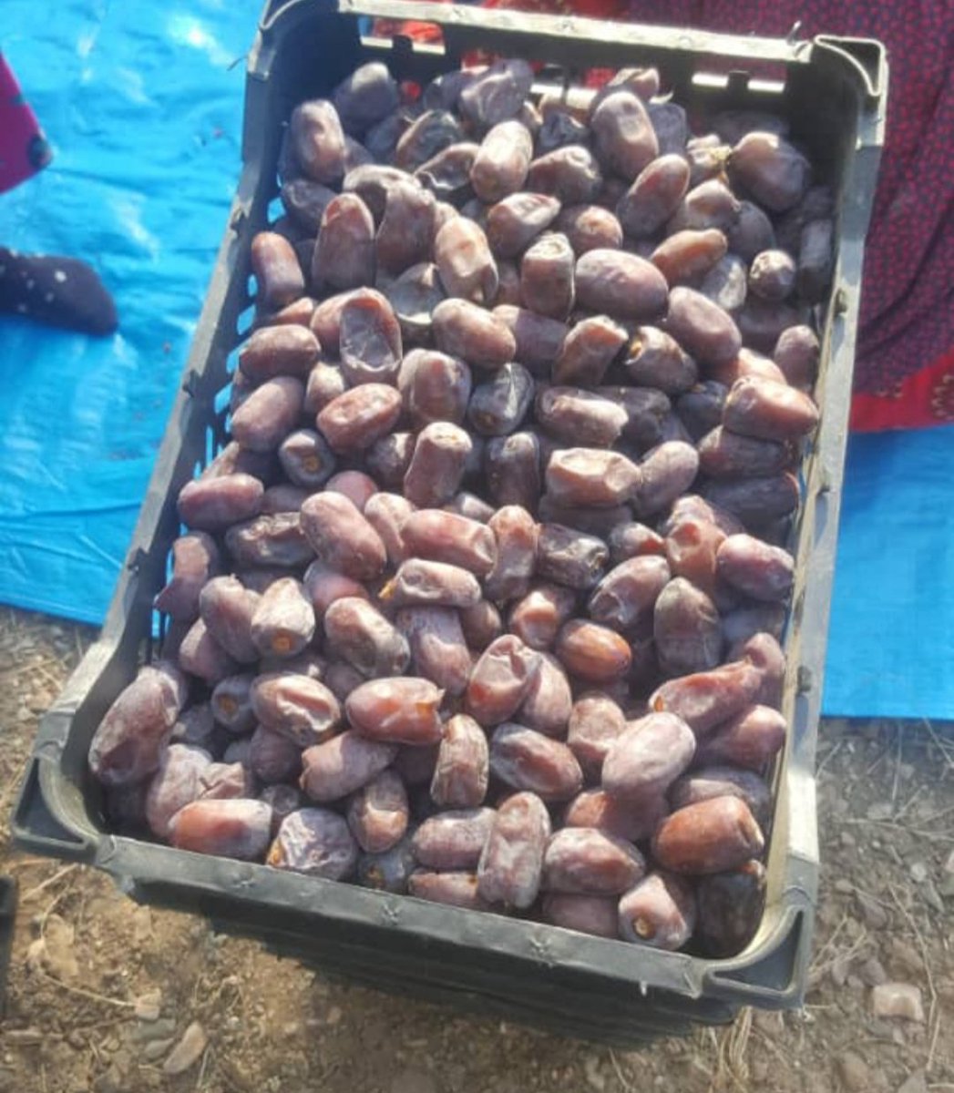 AradDates's tweet photo. 🌴Kali dates

#dates #datespalm #kalite https://t.co/FaLV3m9t2k