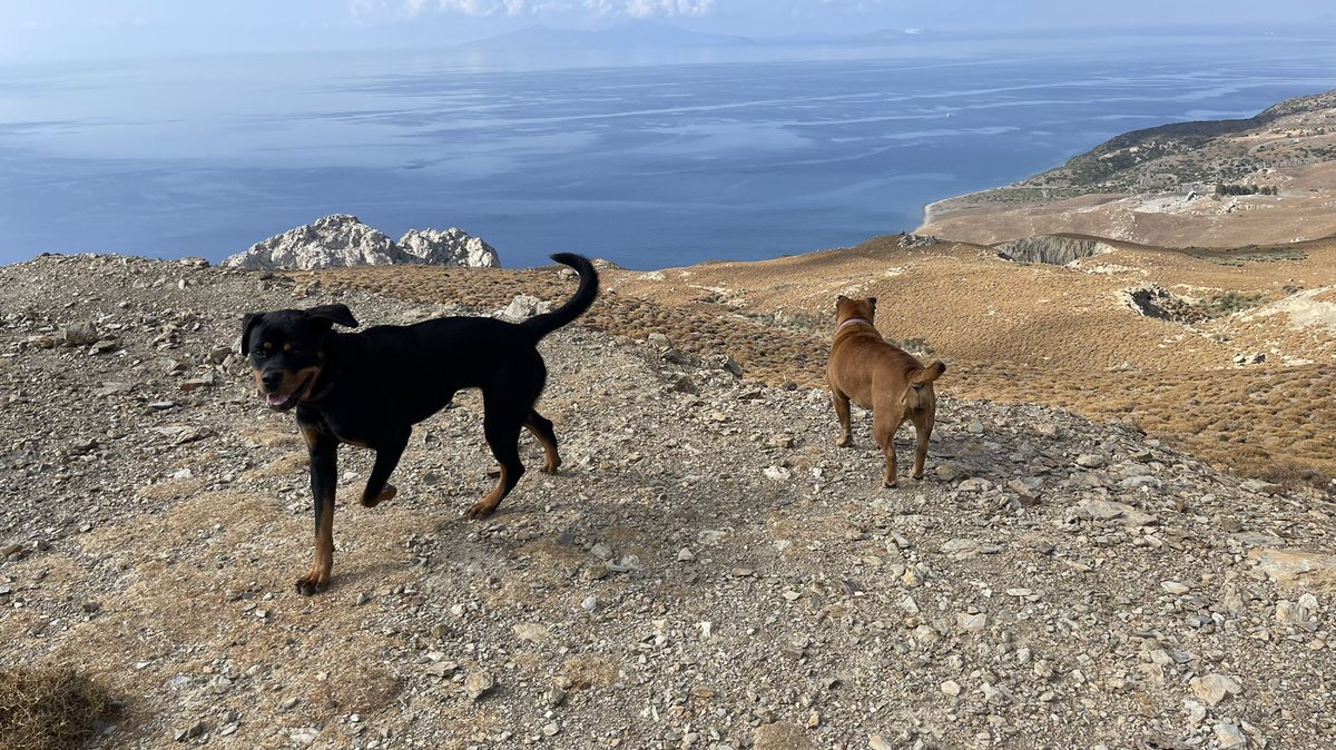 Shardogge's tweet photo. Have found a new friend #dogsoftwitter #dogs #DogsOnTwitter #shardogge https://t.co/y5IoiNVwXA