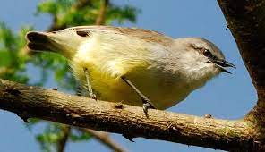 safarilifetz.blogspot.com/2022/08/yellow… #birdwatching #BirdTwitter #birds #birdphotograph