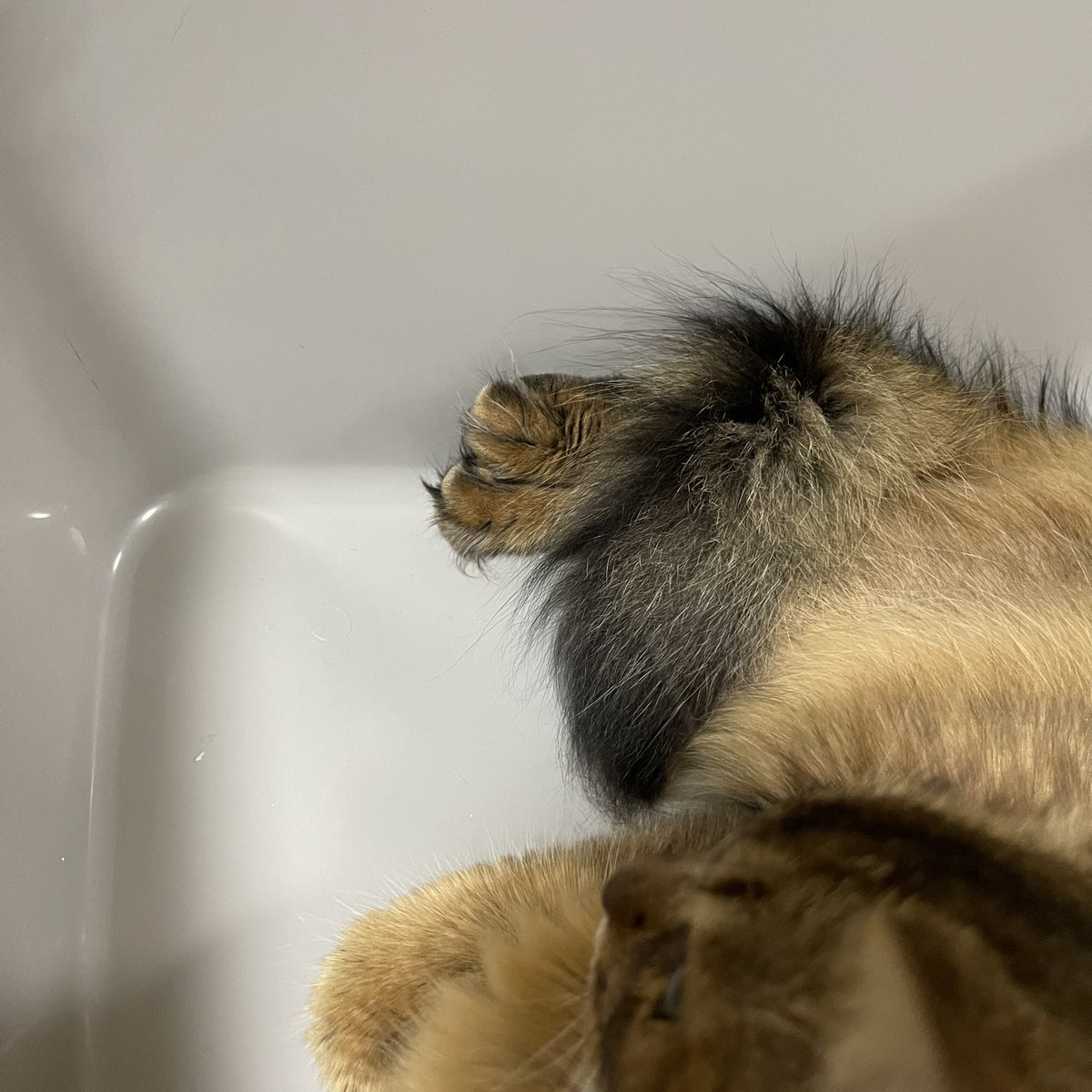 name_mugi's tweet photo. 揃えてるあんよが可愛すぎた🫶🐾

 #猫がいる幸せ 
 #猫のいる暮らし 
 #猫好きさんと繋がりたい 
 #ソマリ https://t.co/OxCac6hHSC