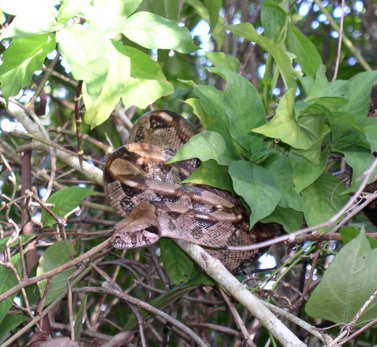 AnimalFactHub's tweet photo. The red-tailed boa also called the common boa (Boa constrictor) is the most widespread boa species

 They grow anywhere from 0.9m up to 4m and although they usually weigh around 20 kg they can get up to 40kg

#animals #facts https://t.co/CFufoSZzfS