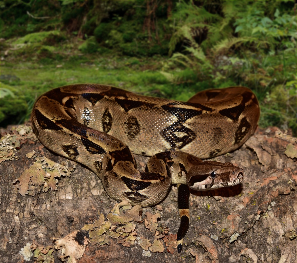 AnimalFactHub's tweet photo. The red-tailed boa also called the common boa (Boa constrictor) is the most widespread boa species

 They grow anywhere from 0.9m up to 4m and although they usually weigh around 20 kg they can get up to 40kg

#animals #facts https://t.co/CFufoSZzfS