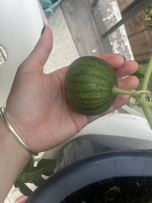 Grown in north London. Small, but has the potential for substantial growth given the right support. A<a href="/tag/bodybuilding"class="tags"><span>#bodybuilding</span></a><a href="/tag/bikini"class="tags"><span>#bikini</span></a>