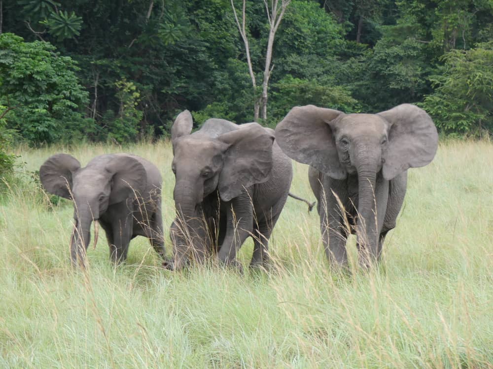 undpgabon's tweet photo. À travers l'initiative #PromesseClimat, @pnudfr aide les pays à orienter les politiques en réponse au changement climatique par le biais de la Contribution Déterminée au niveau National: 40 pays africains dont le 🇬🇦 ont déjà soumis leurs CDN nouvelles ou mises à jour au @CCNUCC. https://t.co/EHizQfFEDK