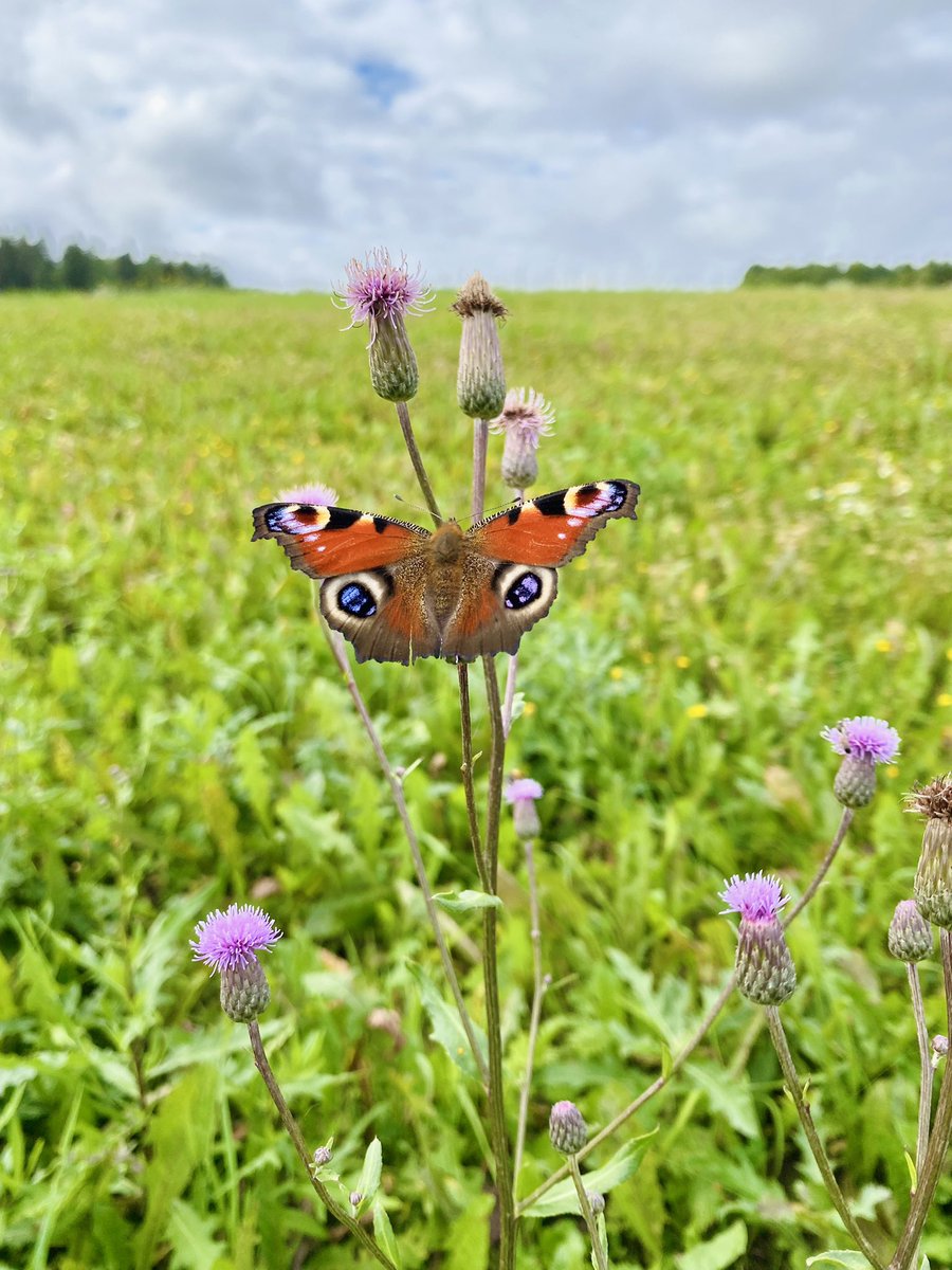 #suomenluonnonpäivä