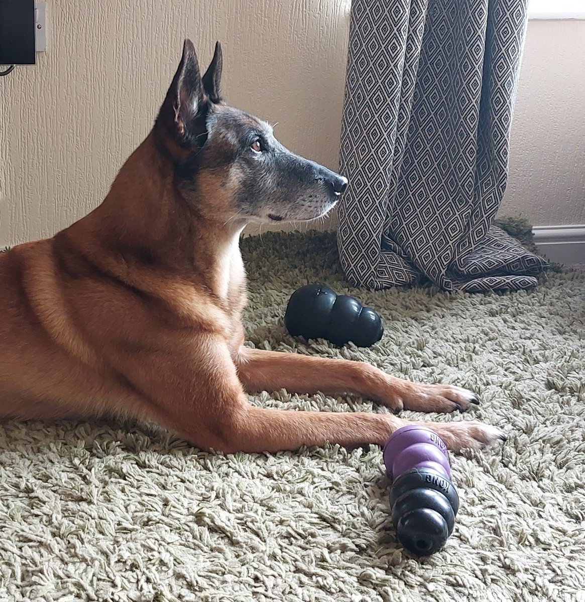 Heropawsuk's tweet photo. You can never have too many KONG's in your retirement 🐾🐕‍🦺
#Heropaws #Retired #Veteran  #Kong #DogsOnTwitter #UK 
@KONGCompany https://t.co/Ol1q960kl6