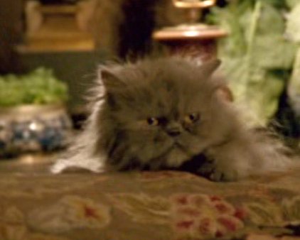 Withnail_Quotes's tweet photo. #caturday #oaf https://t.co/r5e9tkPhYy