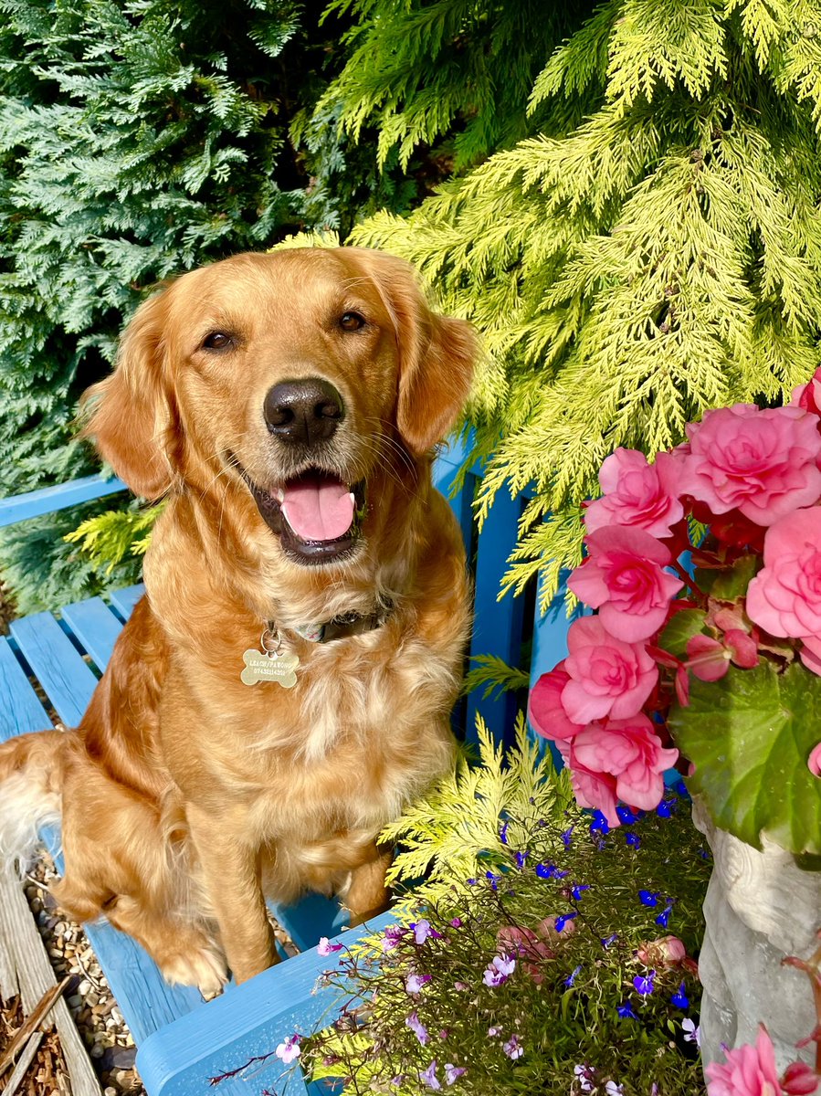 #butternutter Miss May has been on <a href="/butternutbox/">Butternut Box | Fresh food for dogs</a> since she was weaned and we couldn’t have a happier &amp; healthier dog! May deserves fame because she enhances the wellbeing of people others in her work as a therapy PAT Dog to the Stroke Unit at our local hospital #DogsDeserveFame