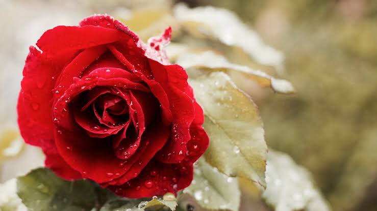 Bazen sadece bir kücük cümle parcacigi bile yanliz olmadigini hissetirebilir 🌹🌹🌹