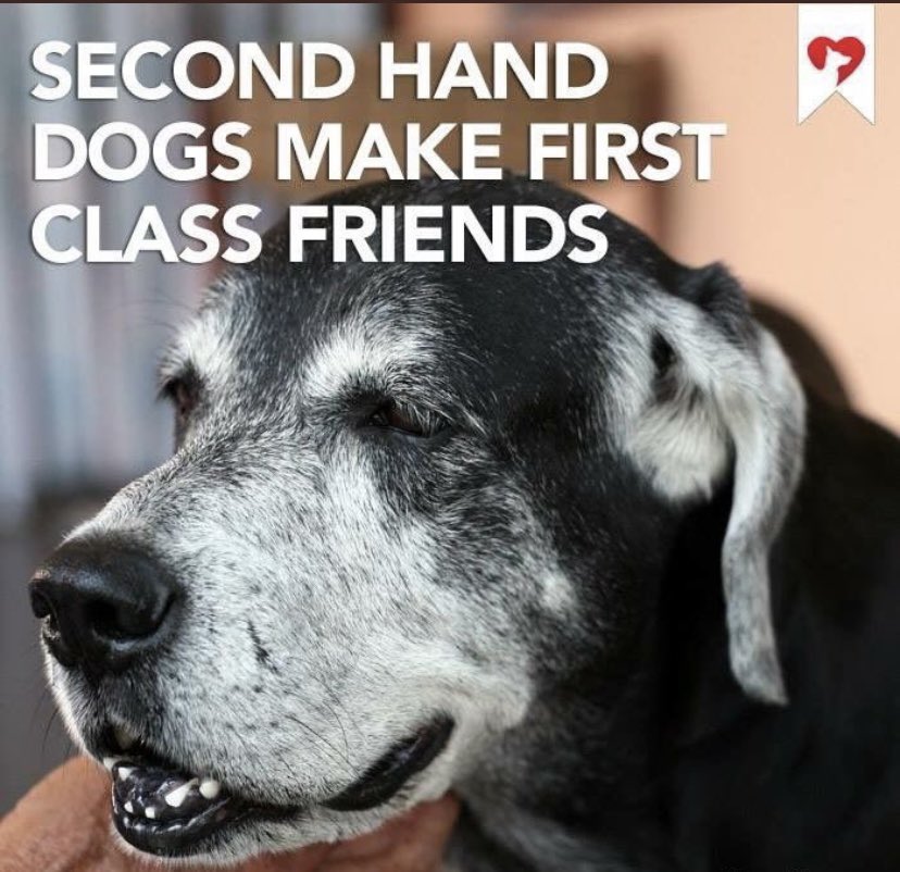 DaisyDog tweet media