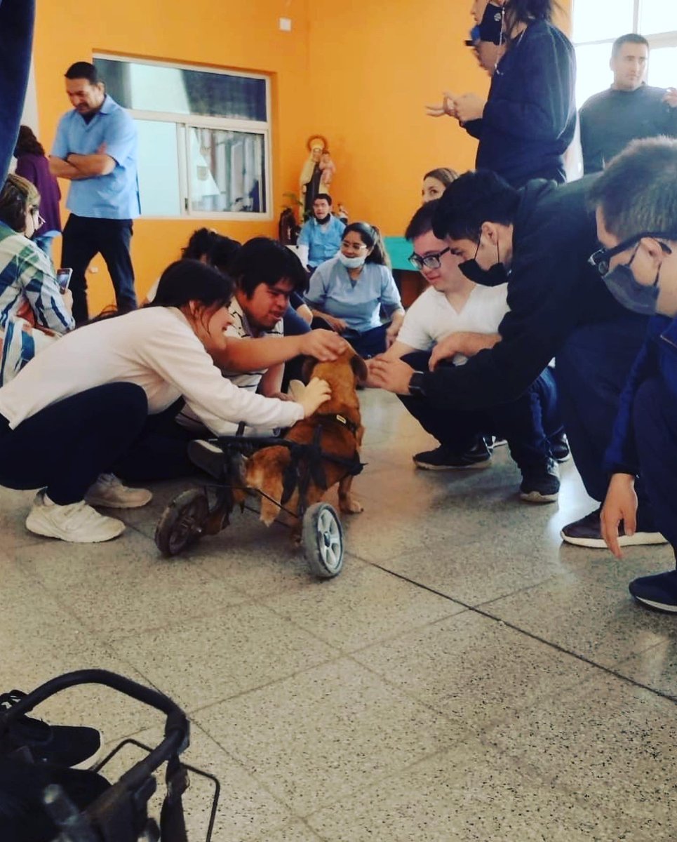 canichones's tweet photo. Para siempre en nuestros CORAZONES !!! Gracias Infinitas a los Profes de ASAIM (La Banda) 

“Angeles con Ángeles”

#SantiagoDelEstero #REFUGIOElMontecito #CANICHONES #AMORPURO #AngelesConAngeles #ASAIM https://t.co/6cY2bR21Ja