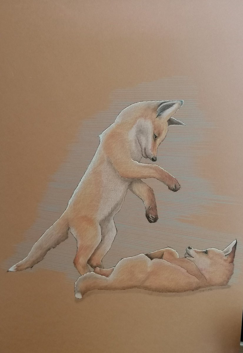 diddydodar's tweet photo. @ChrisGPackham @wildlifefavs So cute and playful, I wanted to capture this with my pencil drawing. https://t.co/LFj3JSo3zh