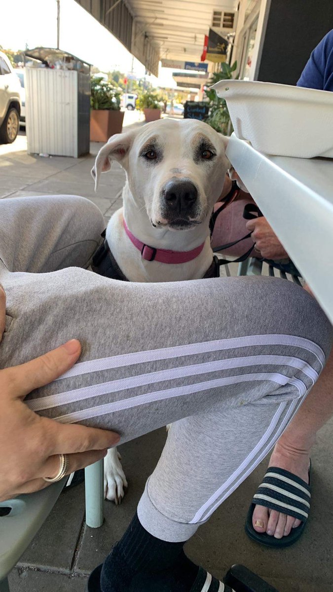 DaisyDog tweet media