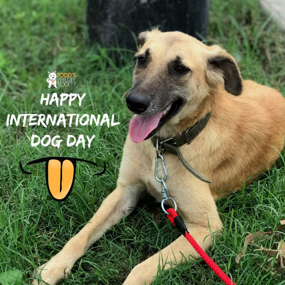 tws_pk2's tweet photo. Shimar and his friends are wishing you all a very
Happy International Dog Day! πΆβ€οΈ
#shimar #rescuedog #internationaldogday #happyinternationaldogday #tws #toddswelfaresociety https://t.co/i6xNMDGIoB