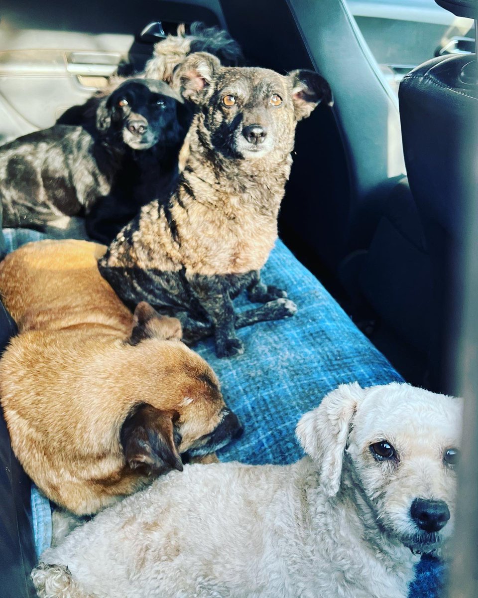 canichones's tweet photo. Hoy nos invitaron a pasar un rato hermoso con los Angelitos de ASAIM (La Banda) 

Así que hoy fuimos ANGELES(humanos) con ANGELES(canichones) 

Háblame de amor !!! 🐶🐶🐶🐶❤️

#SantiagoDelEstero #REFUGIOElMontecito #CANICHONES #AMORPURO #AngelesConAngeles #ASAIM https://t.co/WbgwGgzF29