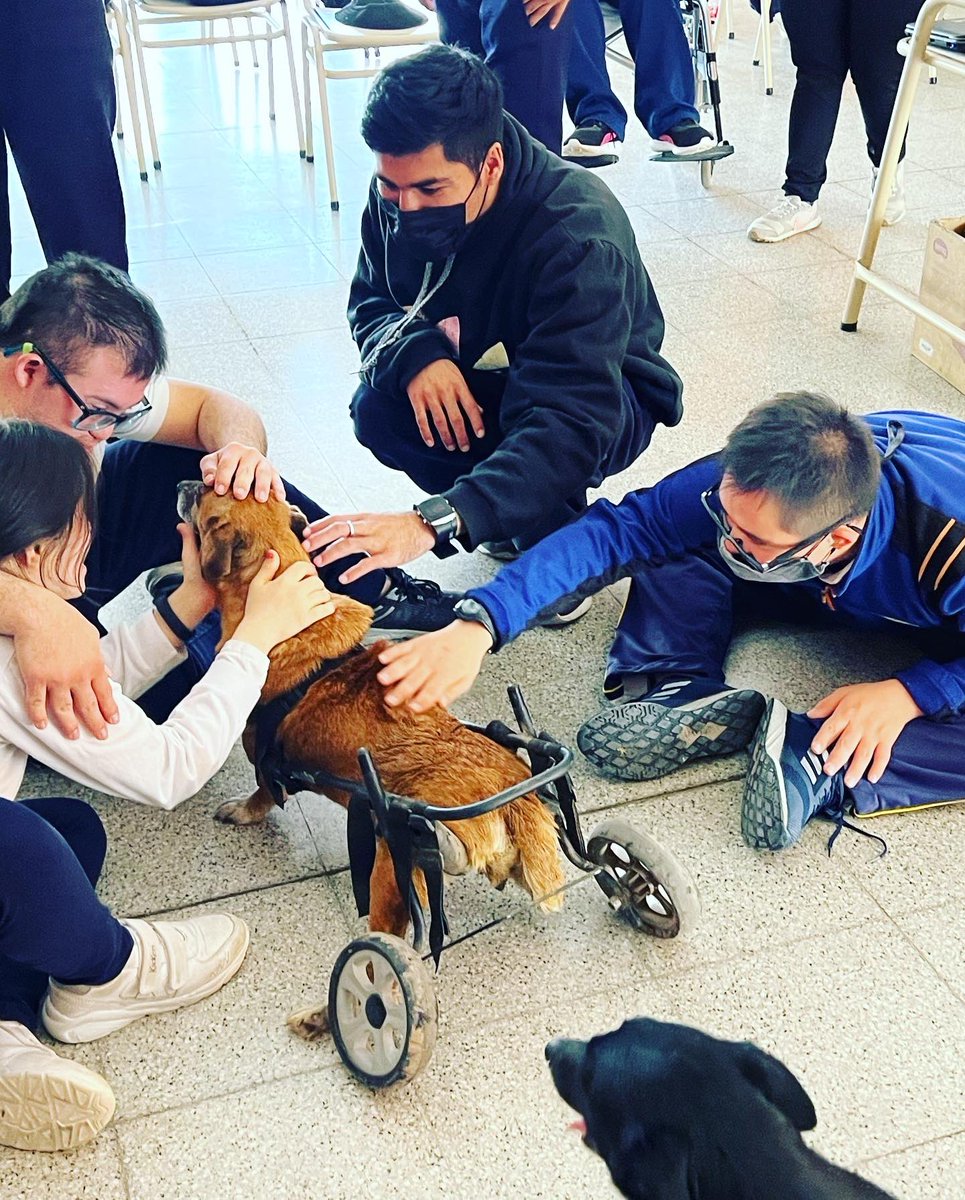 canichones's tweet photo. ANGELES con ANGELES !!! 

Gracias infinitas a los Profes que nos invitaron a pasar esta mañana hermosa rodeados del amor más grande que existe. 

El PODER del AMOR !!! 

#SantiagoDelEstero #REFUGIOElMontecito #CANICHONES #AMORPURO #AngelesConAngeles #ASAIM https://t.co/ydMGnnyBQV