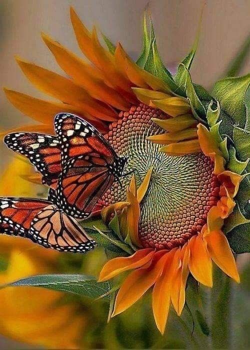 Maravilloso fin de semana para todos.
Wonderful weekend for all
🧡💚