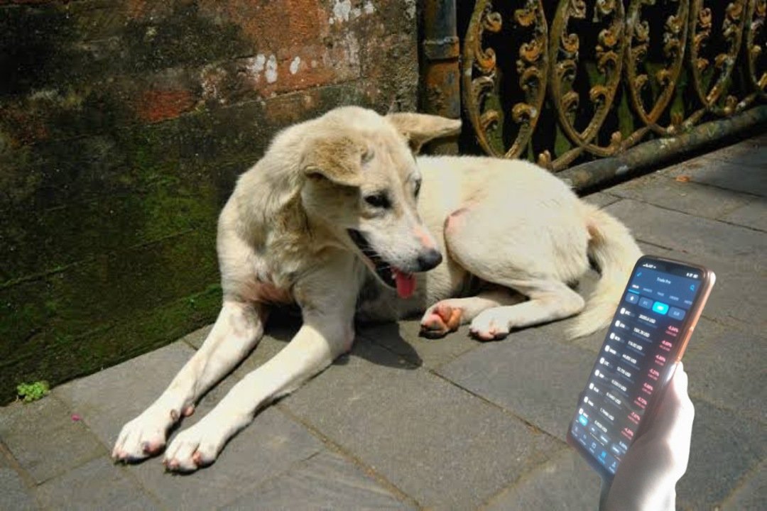 Meta_Stations's tweet photo. @cex_io My dogs is doing trade. CEX·IO 100% trusted  exchange. I can say this because I have been trading on CEX·IO for a long time. You too can undoubtedly start trading if you want. Thank you 🥰❤️🥰
#DOGSTRADEONCEXIO

My CEX·IO ID: up153359829 https://t.co/ZvwN7cTo3x